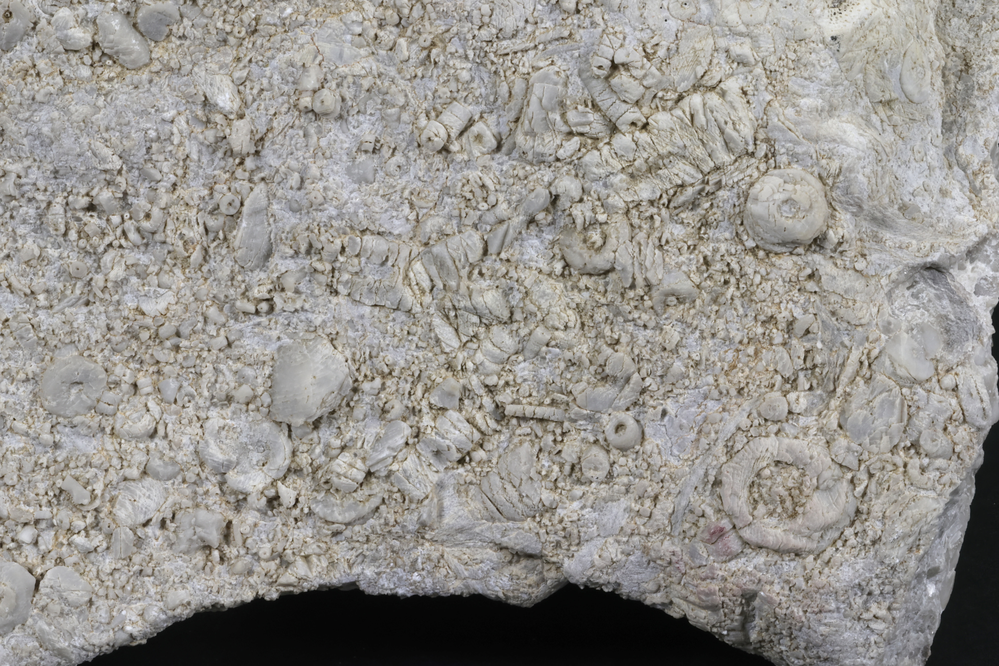 Calcaire à crinoïdes Calcaire à crinoïdes Cordillère Cantabrique  Puertas de Vidiago 