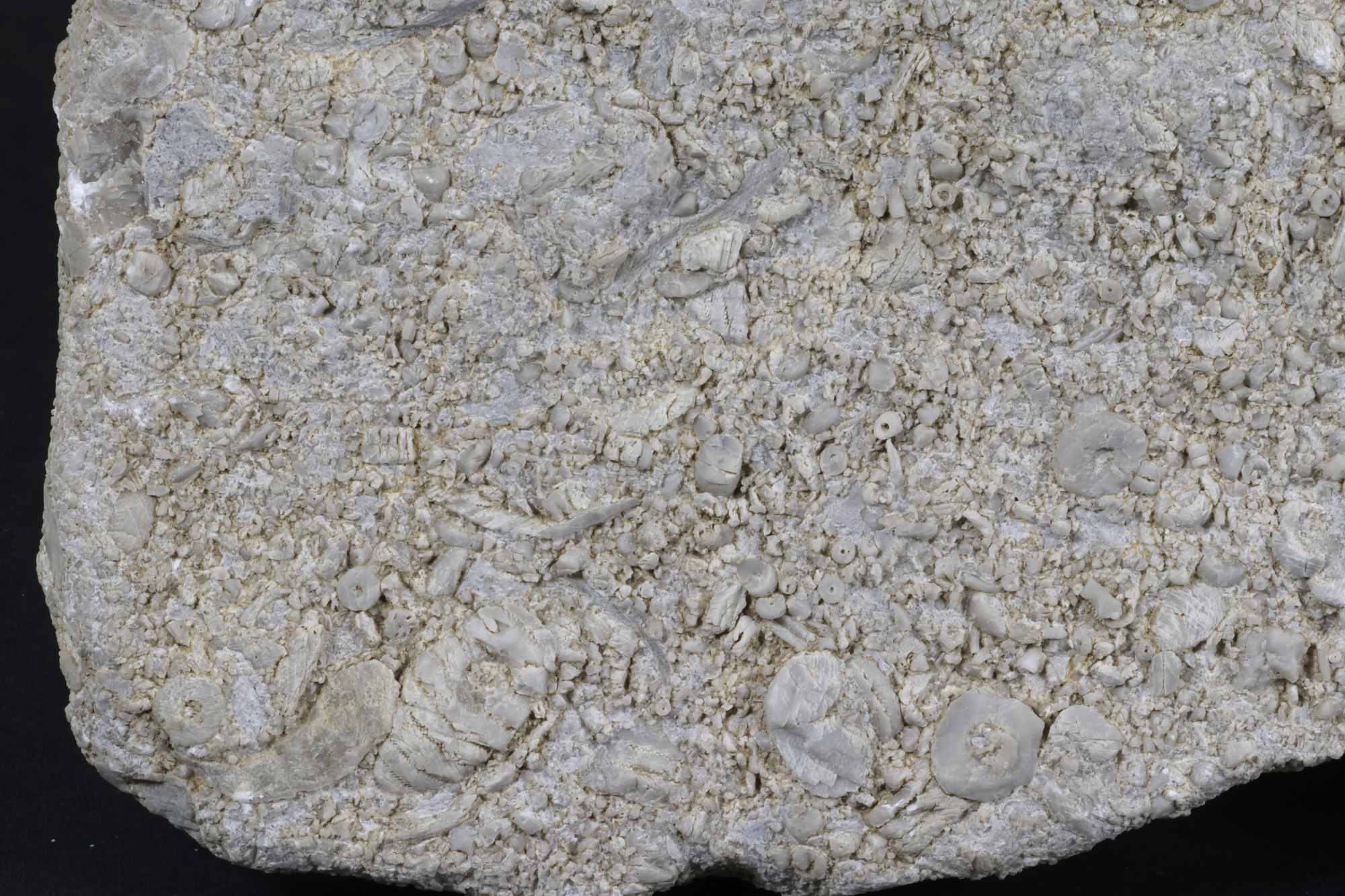 Calcaire à crinoïdes Calcaire à crinoïdes Cordillère Cantabrique  Puertas de Vidiago 