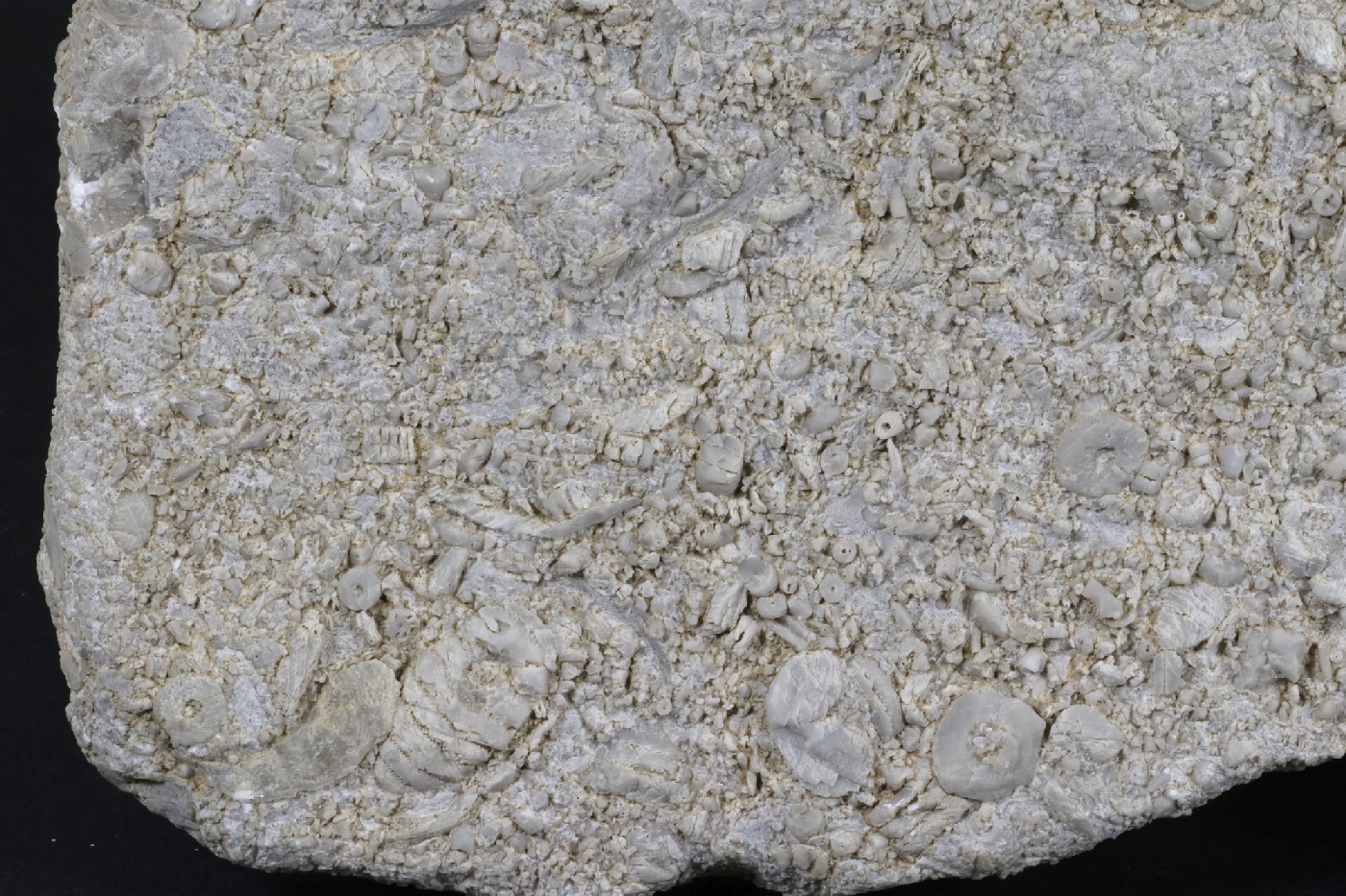 Calcaire à crinoïdes Calcaire à crinoïdes Cordillère Cantabrique  Puertas de Vidiago 