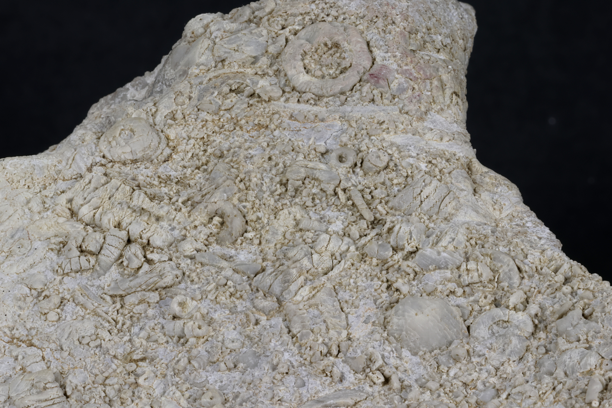 Calcaire à crinoïdes Calcaire à crinoïdes Cordillère Cantabrique  Puertas de Vidiago 