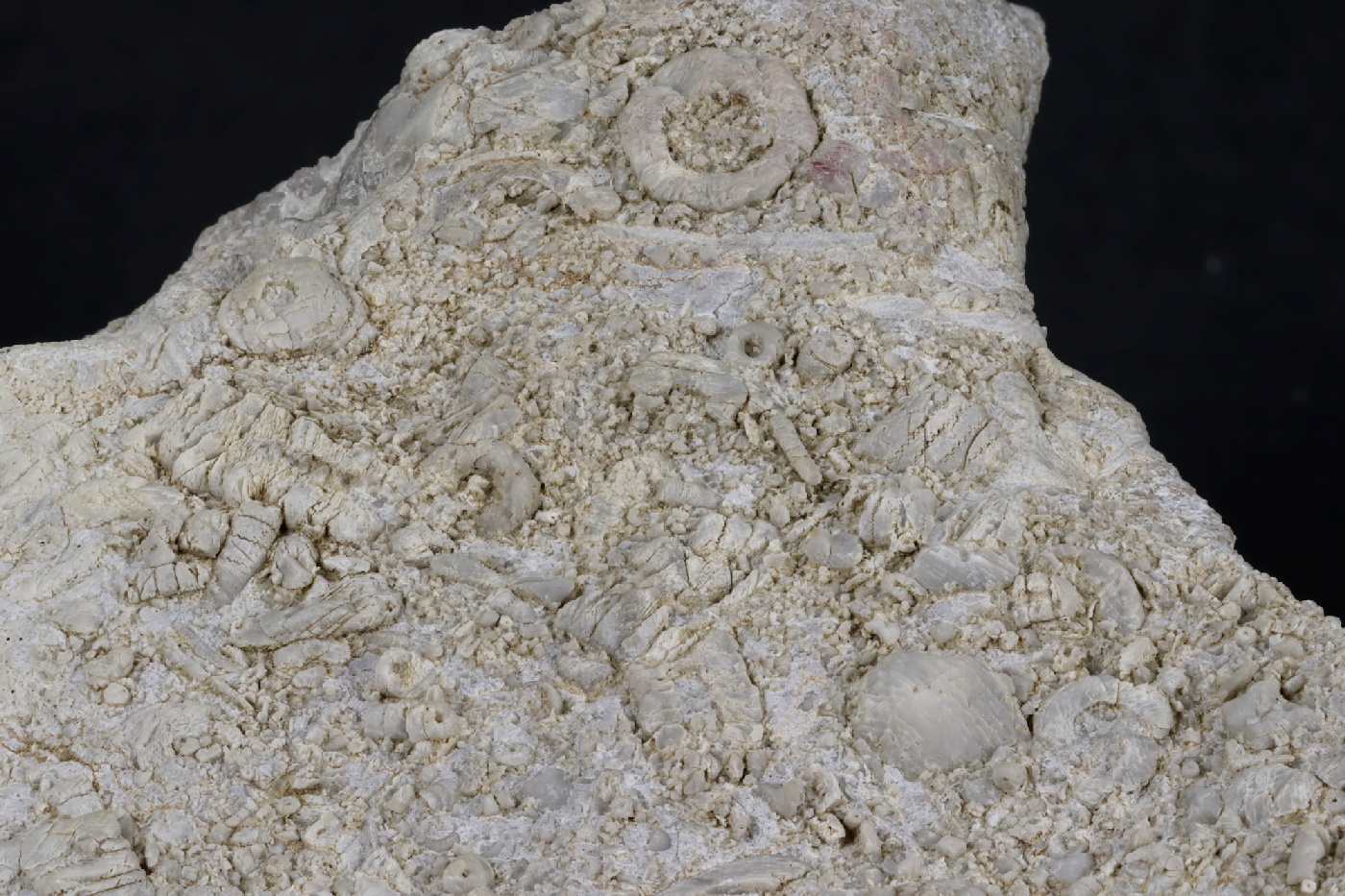 Calcaire à crinoïdes Calcaire à crinoïdes Cordillère Cantabrique  Puertas de Vidiago 