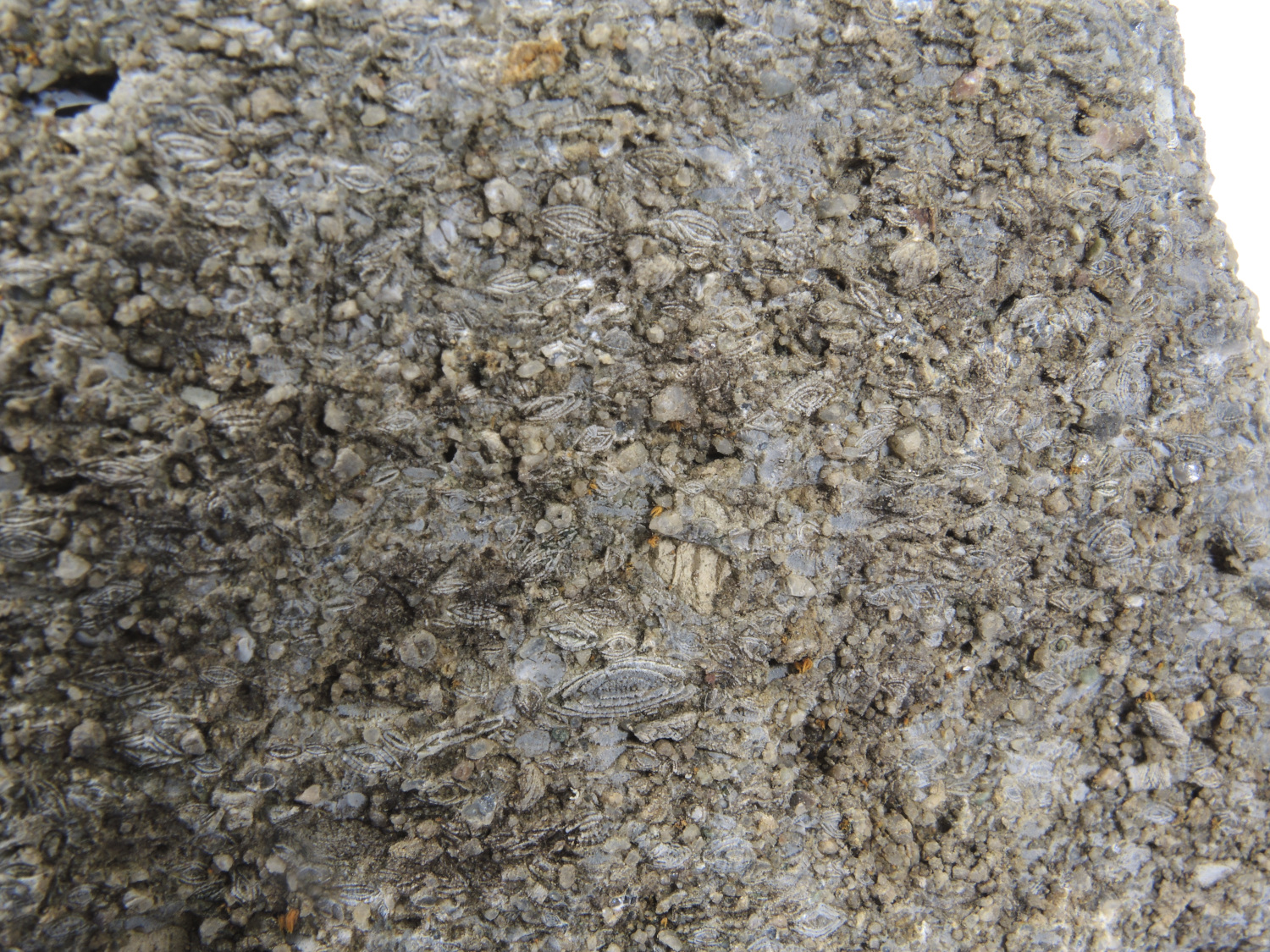 Calcaire gréseux à Nummulites et Discocyclina Molasse à foraminifères Alpes  Le Grand Bornand 