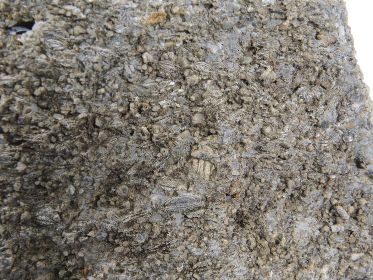 Calcaire gréseux à Nummulites et Dyscocyclina Molasse à foraminifères Alpes  Le Grand Bornand 