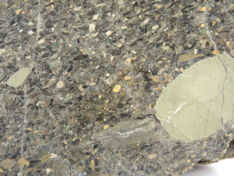 Calcaire gréseux à Nummulites et Dyscocyclina Molasse à foraminifères Alpes  Le Grand Bornand 