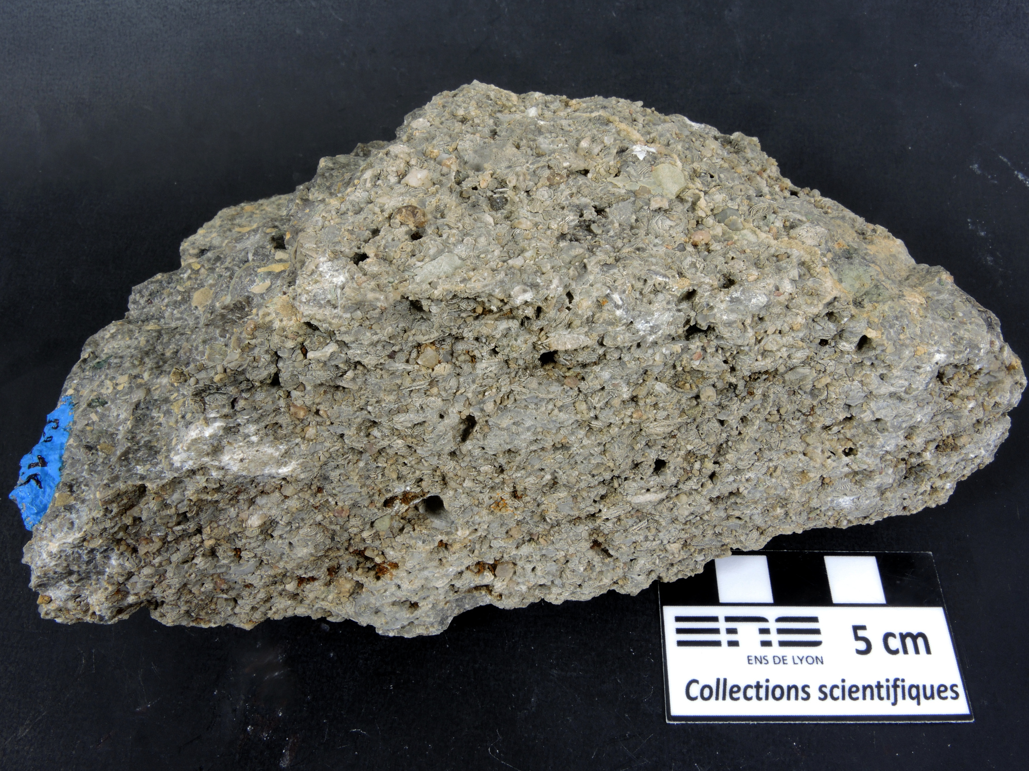 Brèche polygénique à Nummulites Brèche polygénique à Nummulites Alpes Chaîne des Aravis  