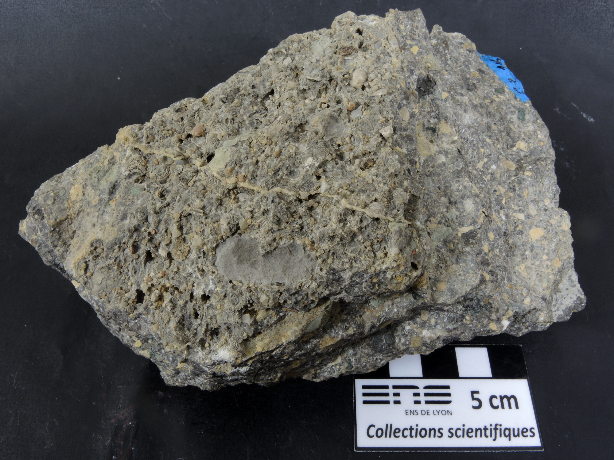 Brèche polygénique à Nummulites Brèche polygénique à Nummulites Alpes Chaîne des Aravis  