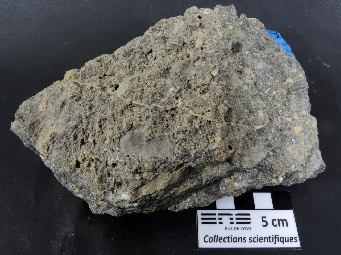 Brèche polygénique à Nummulites Brèche polygénique à Nummulites Alpes Chaîne des Aravis  