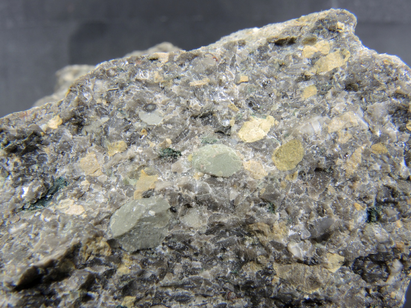 Brèche polygénique à Nummulites Brèche polygénique à Nummulites Alpes Chaîne des Aravis  