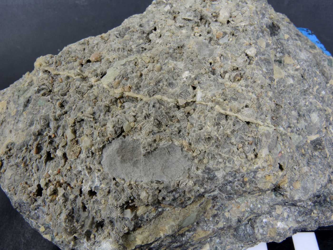 Brèche polygénique à Nummulites Brèche polygénique à Nummulites Alpes Chaîne des Aravis  