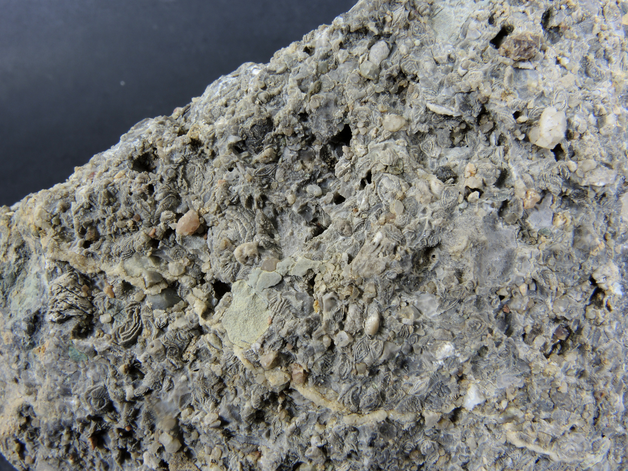 Brèche polygénique à Nummulites Brèche polygénique à Nummulites Alpes Chaîne des Aravis  