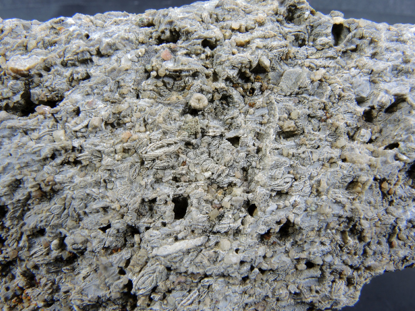 Brèche polygénique à Nummulites Brèche polygénique à Nummulites Alpes Chaîne des Aravis  