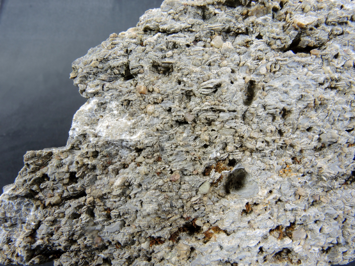 Brèche polygénique à Nummulites Brèche polygénique à Nummulites Alpes Chaîne des Aravis  