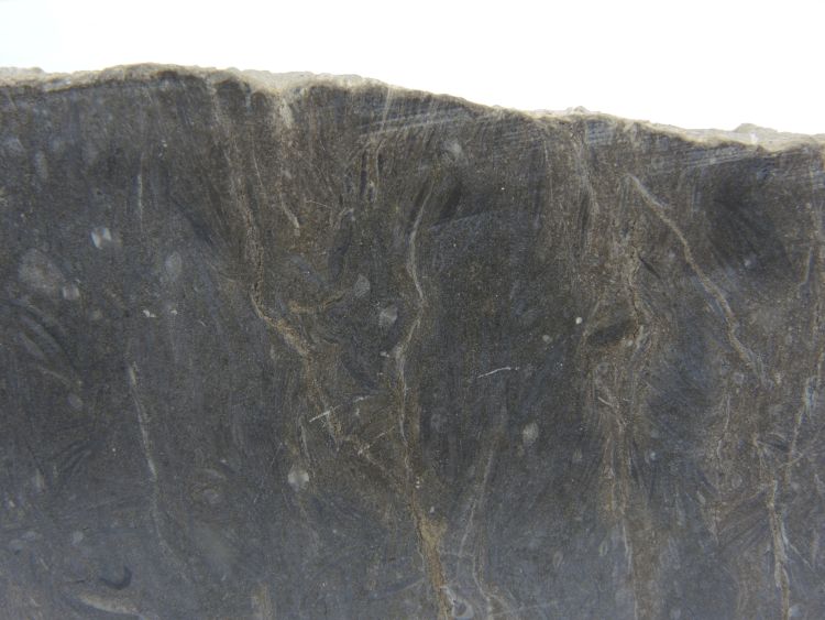 Calcaire gréseux à Discocyclina et Nummulites Calcaire gréseux à Discocyclina et Nummulites Alpes Massif des Bornes  