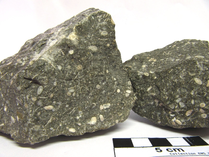 Calcaire à foraminifères  Calcaire à alvéolines, nummulites, opertorbitolites, et milioles Massif des Corbières  Coustouge Proximité de Coustouge