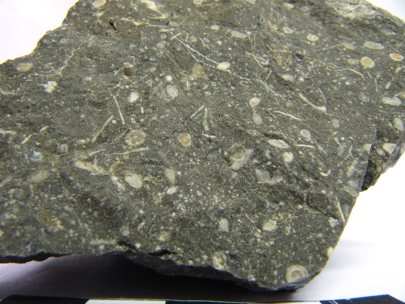 Calcaire à foraminifères Calcaire à alvéolines, nummulites, opertorbitolites, et milioles Massif des Corbières  Coustouge Proximité de Coustouge