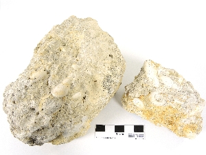 Calcaire à planorbes et limées Calcaire lacustre fossilifère (Planorbis et Lymnaea) Bassin Parisien  Pourcy Bois de Chamery