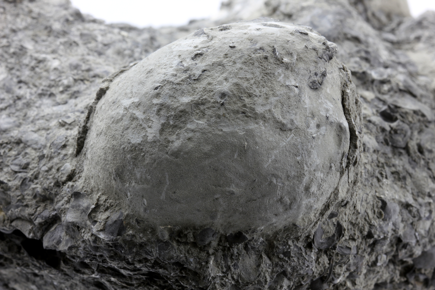 Lumachelle pyritisée Lumachelle épigénisée en pyrite dans une argile Bassin parisien Boutonnière du Boulonnais  