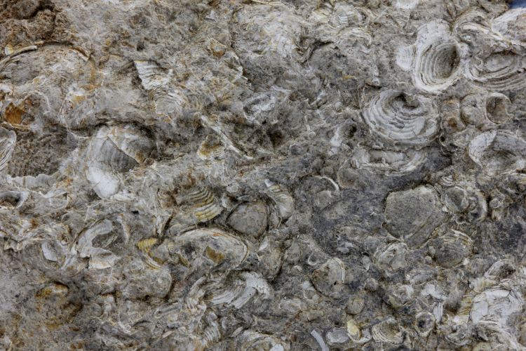 Lumachelle à corbicula Calcaire lacustre à bivalves    