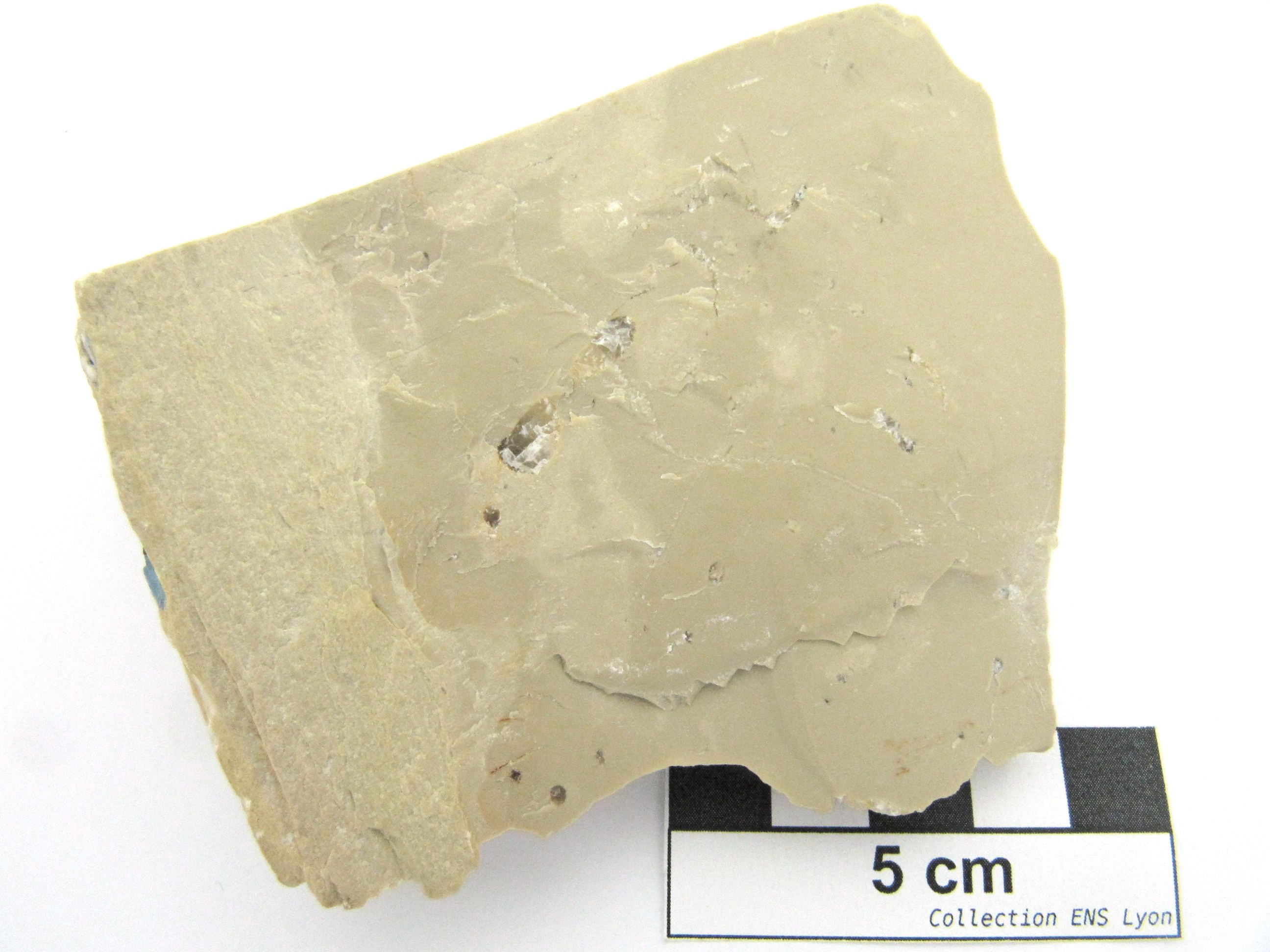 Calcaire lithographique à ichnofossiles Terriers fossiles dans une micrite Jura  Cerin Proximité de la carrière de Cerin