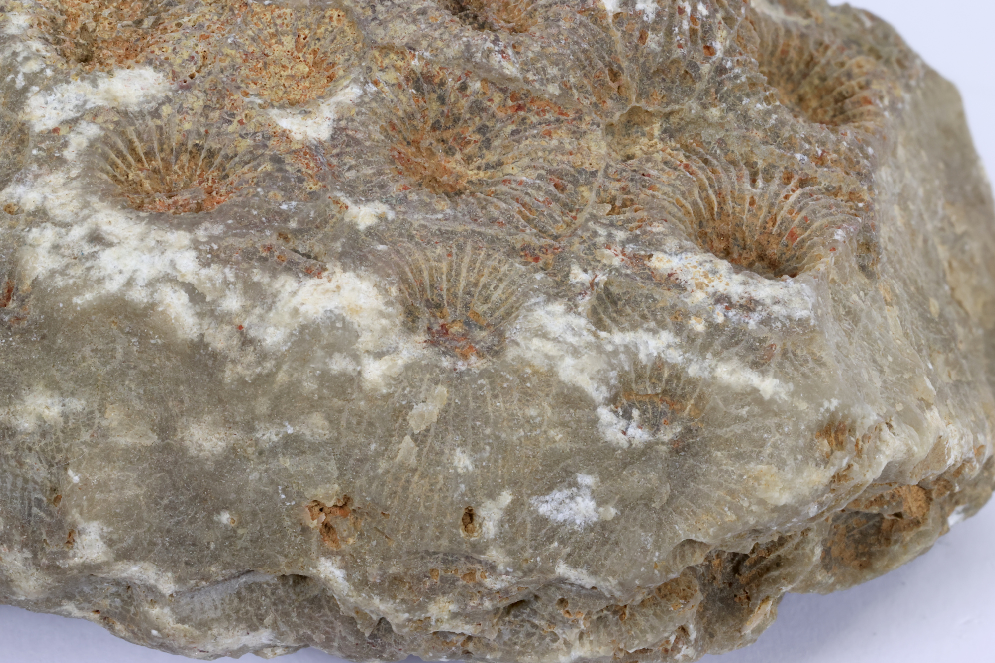 Hexagonaria Calcaire à tétracoralliaires coloniaux Bassin parisien Boutonnière du Boulonnais  
