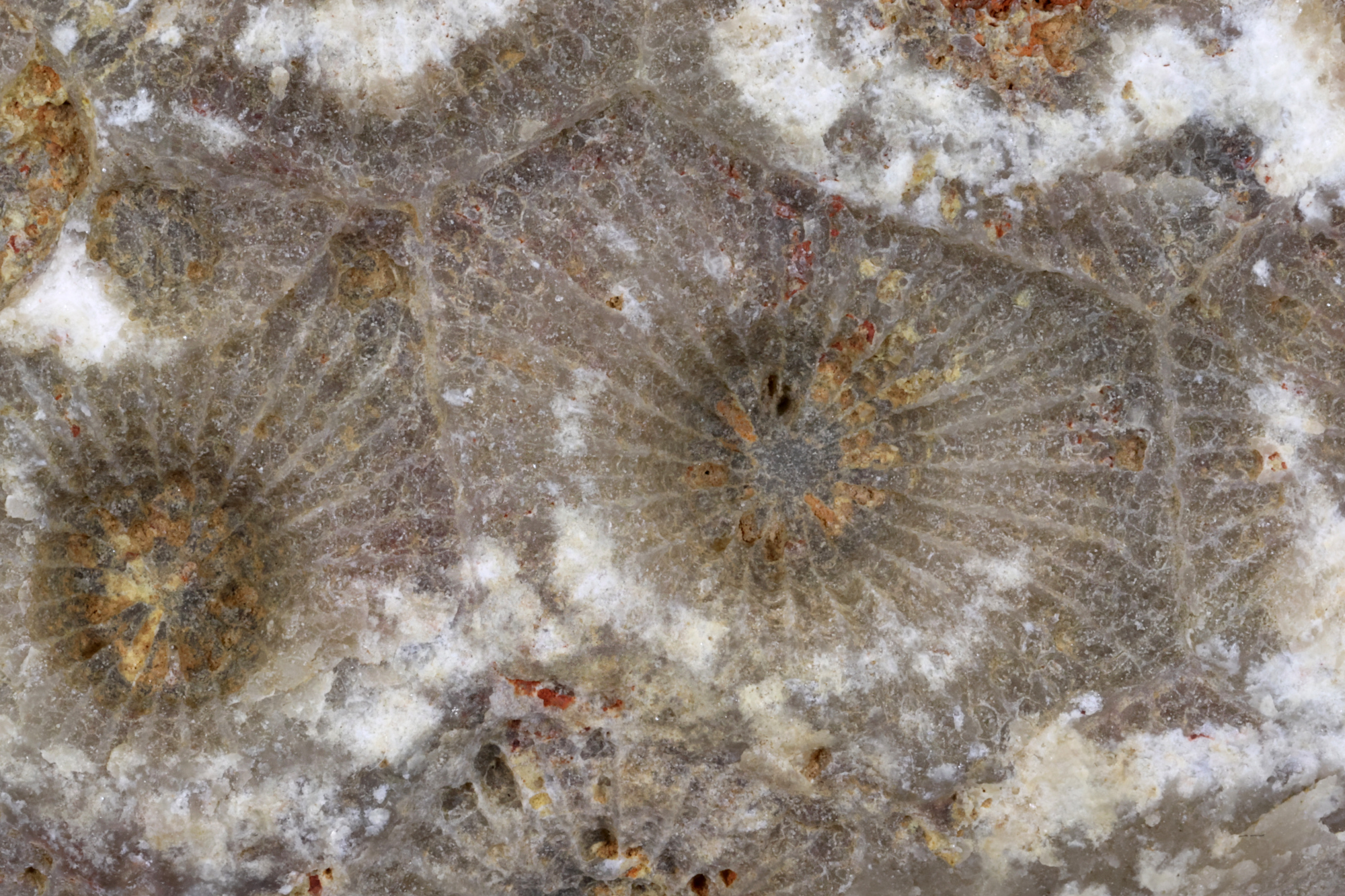 Hexagonaria Calcaire à tétracoralliaires coloniaux Bassin parisien Boutonnière du Boulonnais  