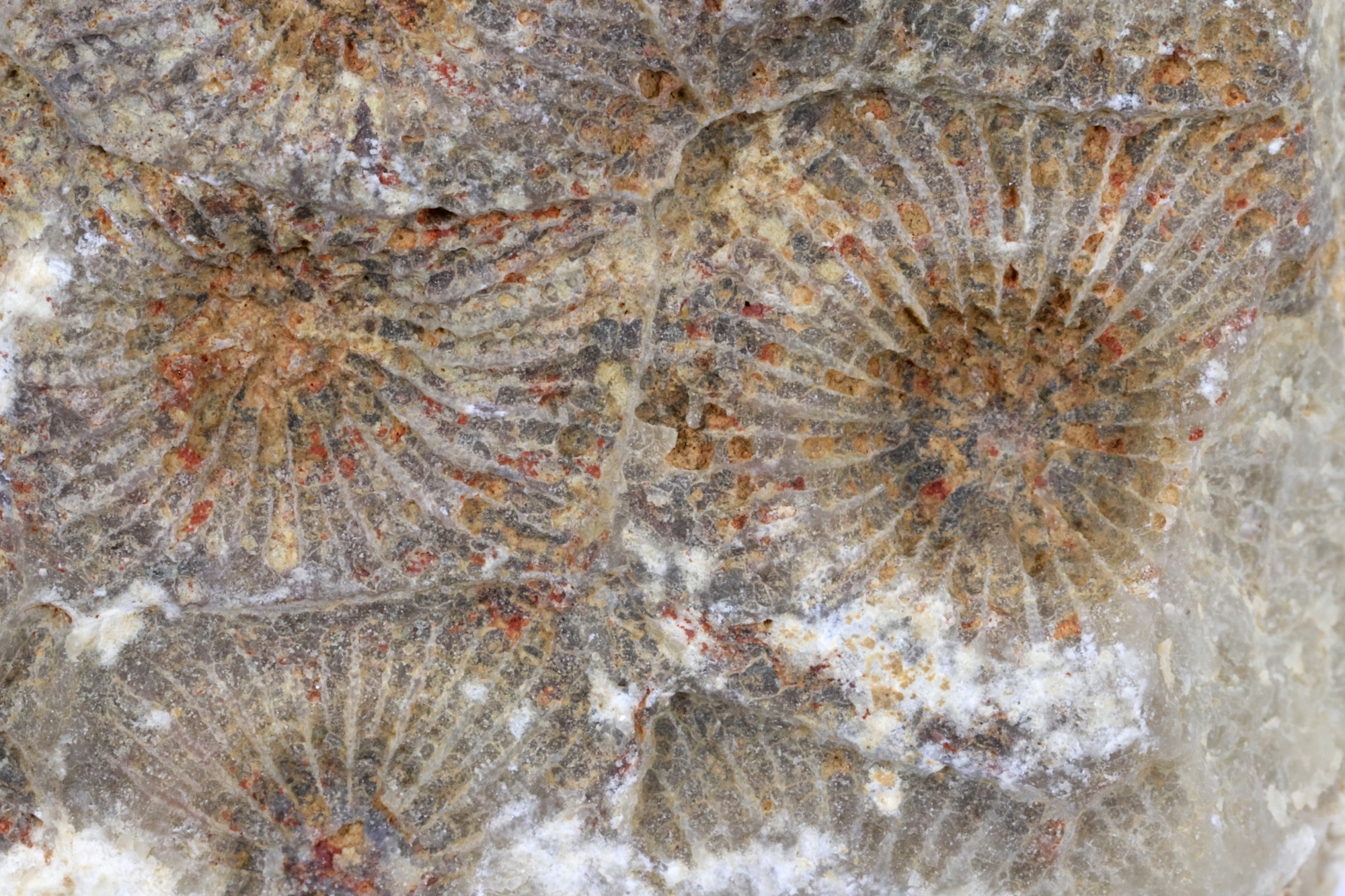 Hexagonaria Calcaire à tétracoralliaires coloniaux Bassin parisien Boutonnière du Boulonnais  