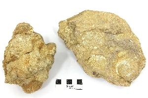 Calcaire à polypiers et foraminifères Calcaire à Trochosmilia, Nummulites et Discocyclina Provence  Collongues 