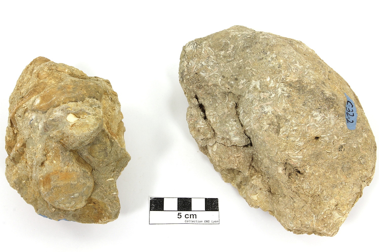 Calcaire à polypiers et foraminifères