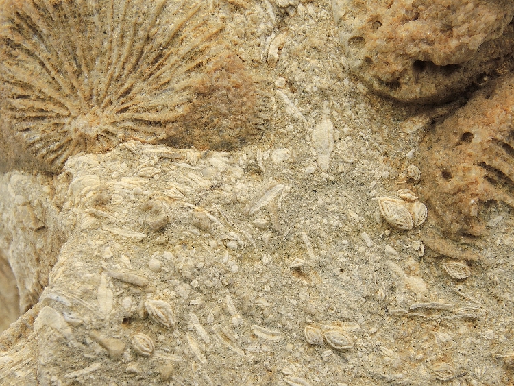 Calcaire à polypiers et foraminifères Calcaire à Trochosmilia, Nummulites et Discocyclina Provence  Collongues 