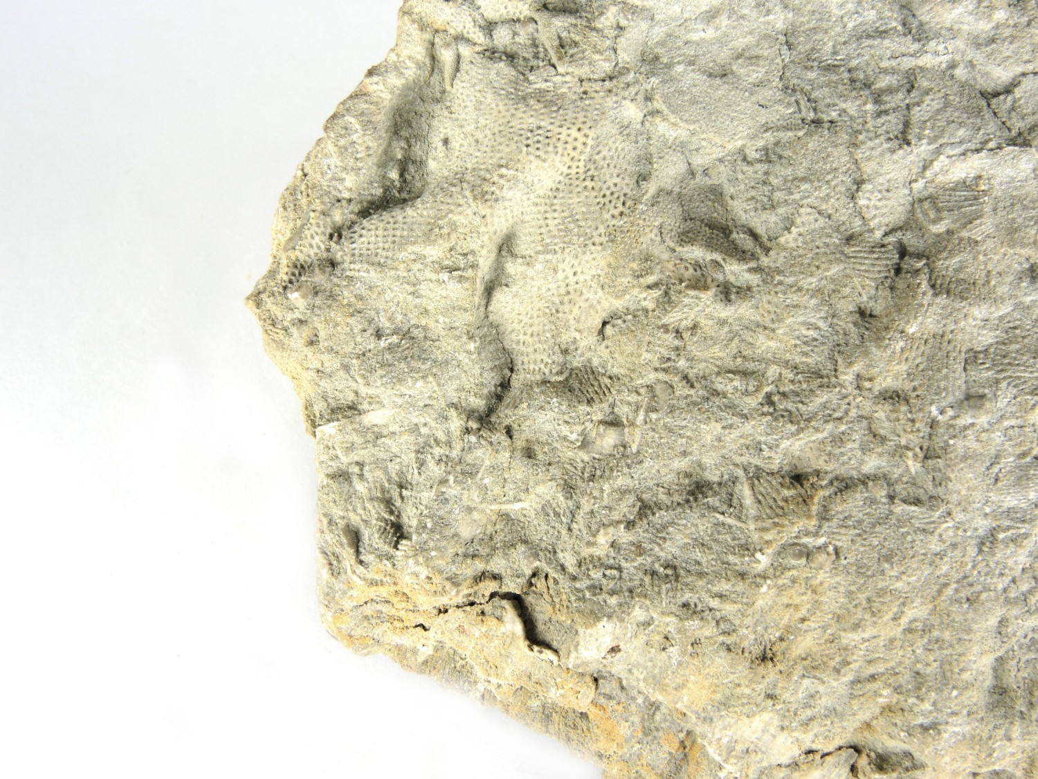Calcaire à bryozoaires Calcaire à bryozoaires Bassin parisien Boutonnière du Boulonnais  