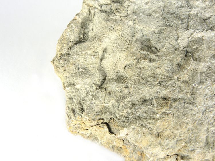 Calcaire à bryozoaires Calcaire à bryozoaires Bassin parisien Boutonnière du Boulonnais  