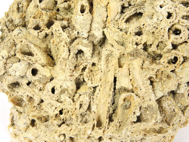 Calcaire à phryganes Calcaire à fourreaux de larves de phryganes Massif central Limagne Gannat Carrière du Mont Libre