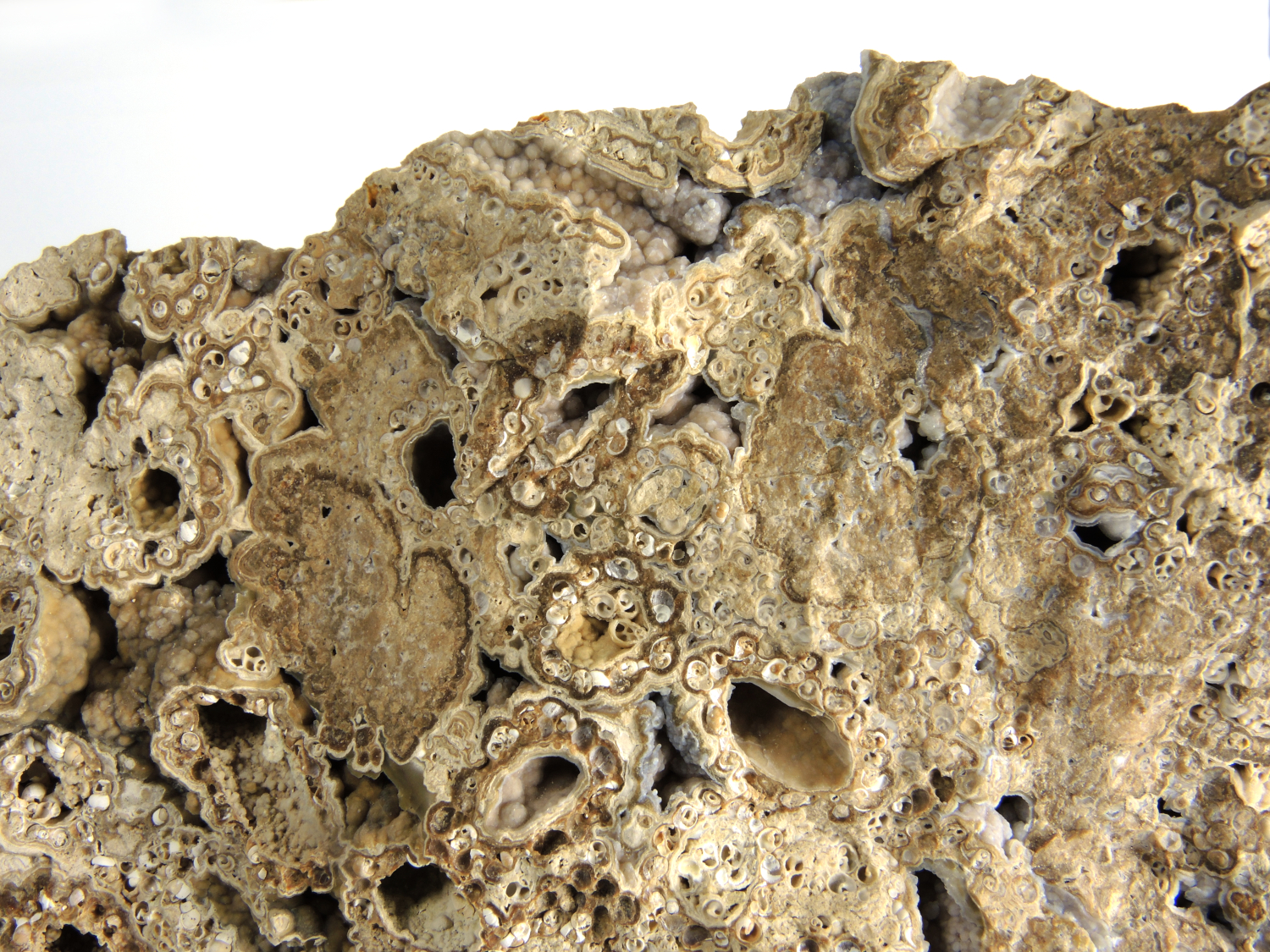 Calcaire à phryganes Calcaire à fourreaux de larves de phryganes Massif central Limagne Boucé 