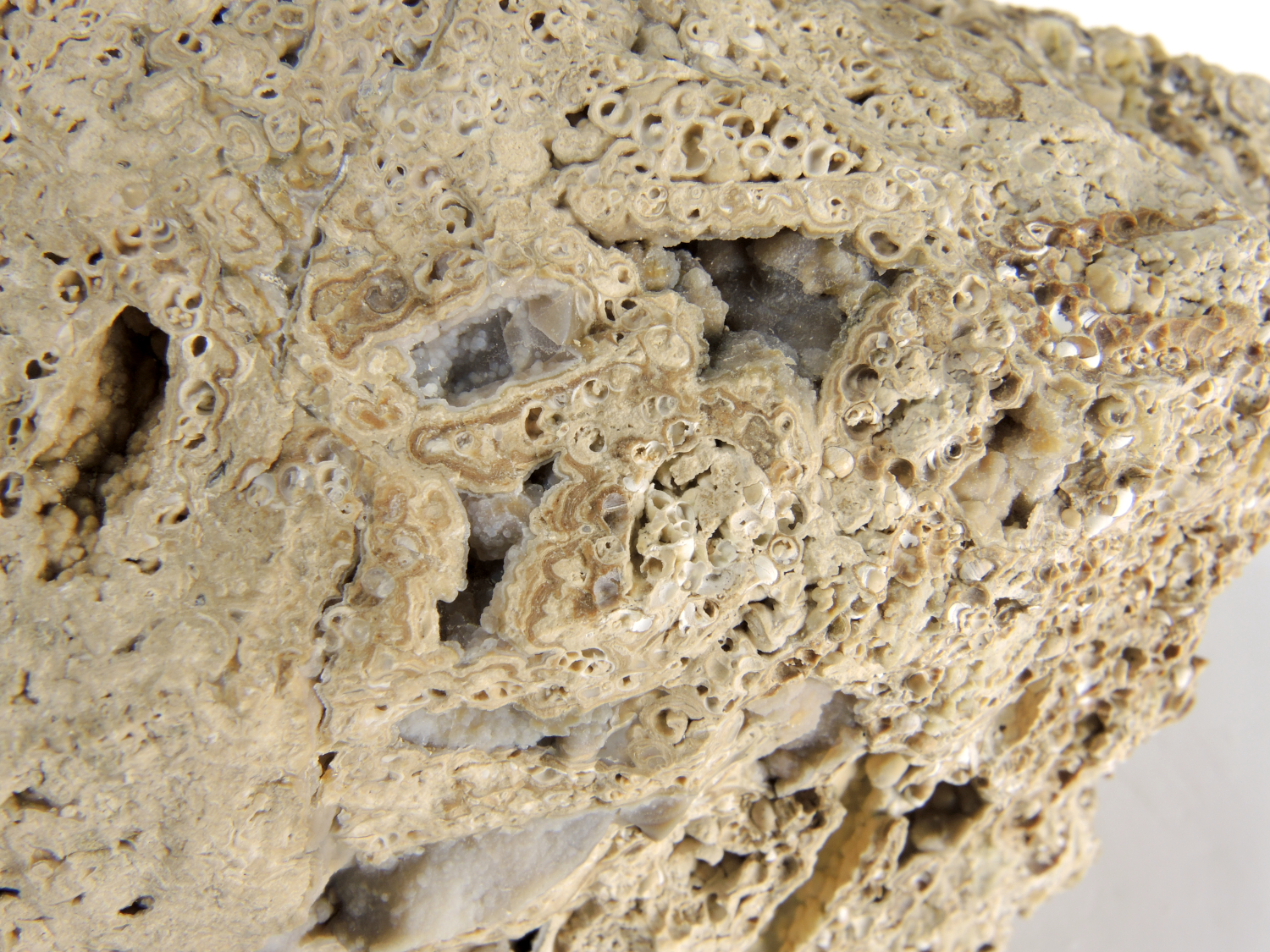 Calcaire à phryganes Calcaire à fourreaux de larves de phryganes Massif central Limagne Boucé 