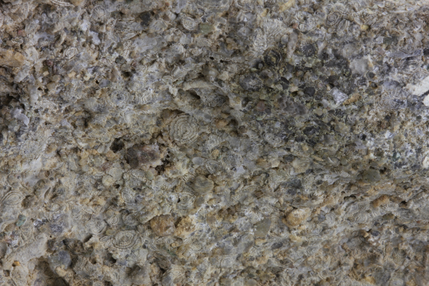 Grès calcaire à orbitoïdes et nummulites Grès calcaire à orbitoïdes et nummulites Alpes Massif des Bornes  