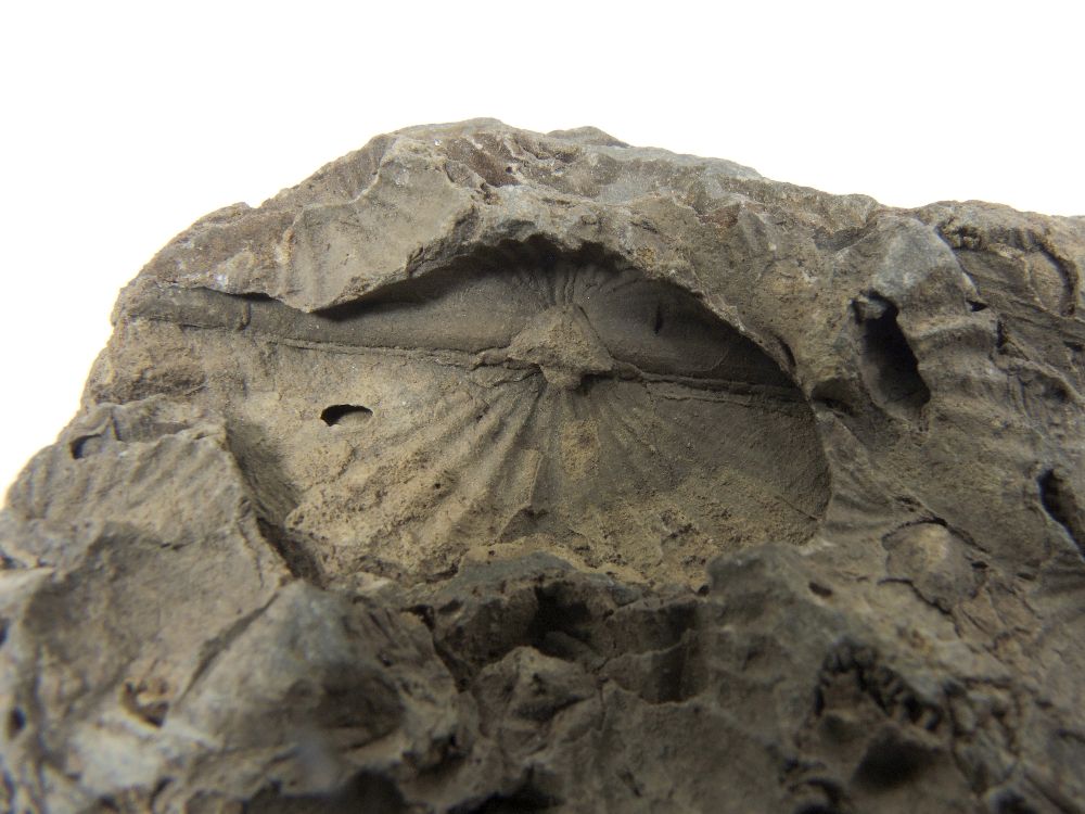 Siltite à coquilles de brachiopodes dissoutes Siltite à coquilles de brachiopodes dissoutes Massif ardennais  Hierges 