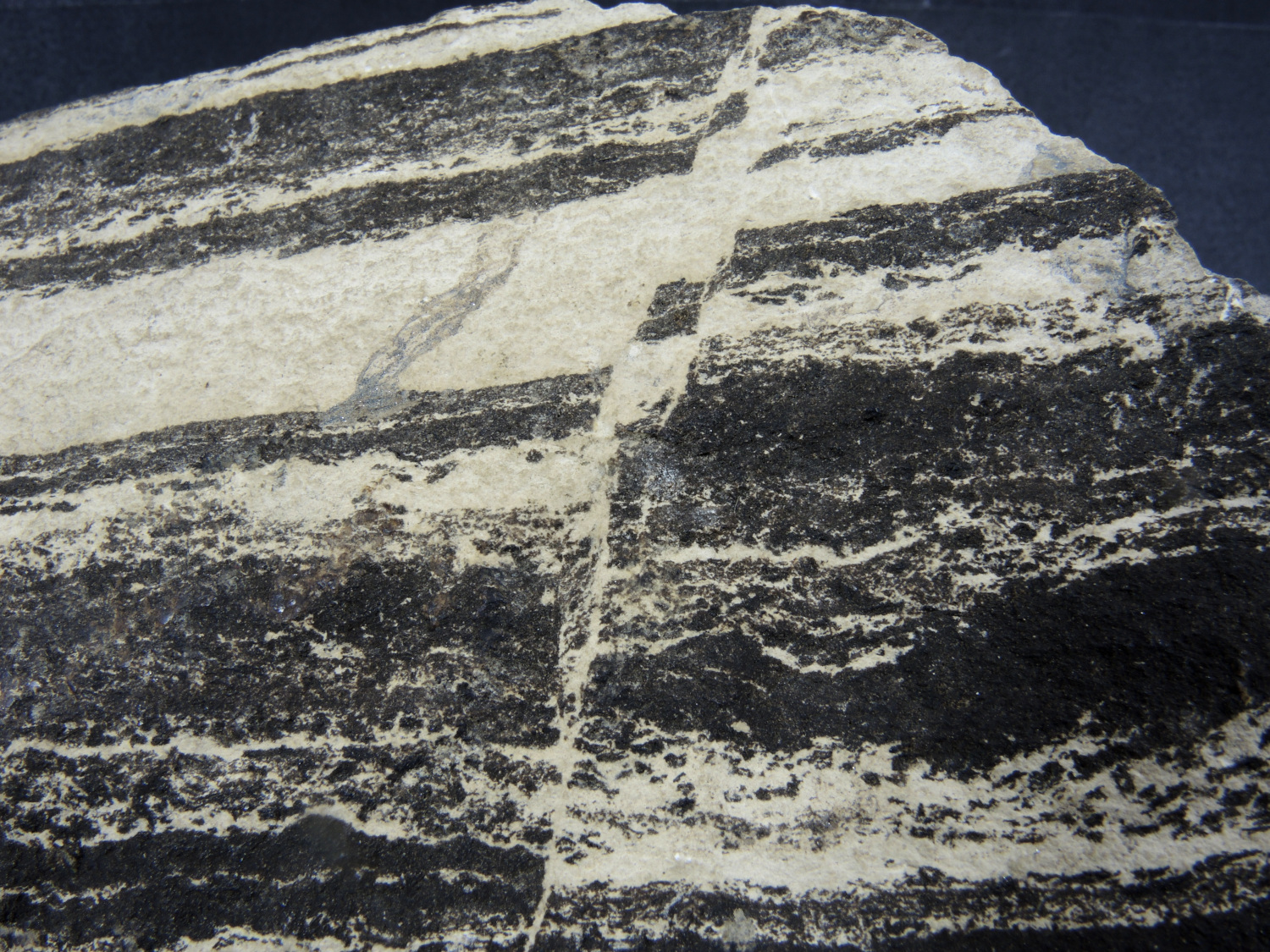 Petites failles normales dans un calcaire bitumineux Petites failles normales dans un calcaire bitumineux    