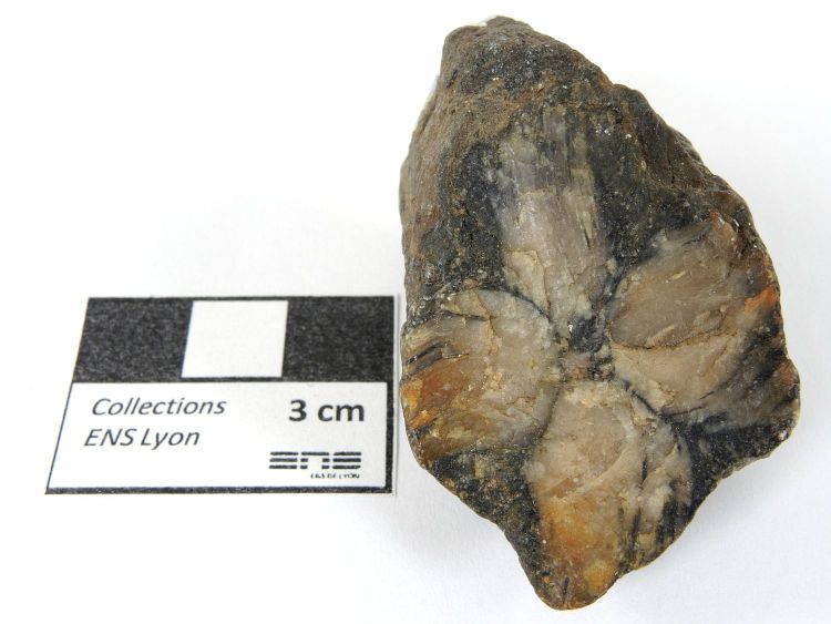 Chiastolite Andalousite à inclusions de graphite en forme de croix    