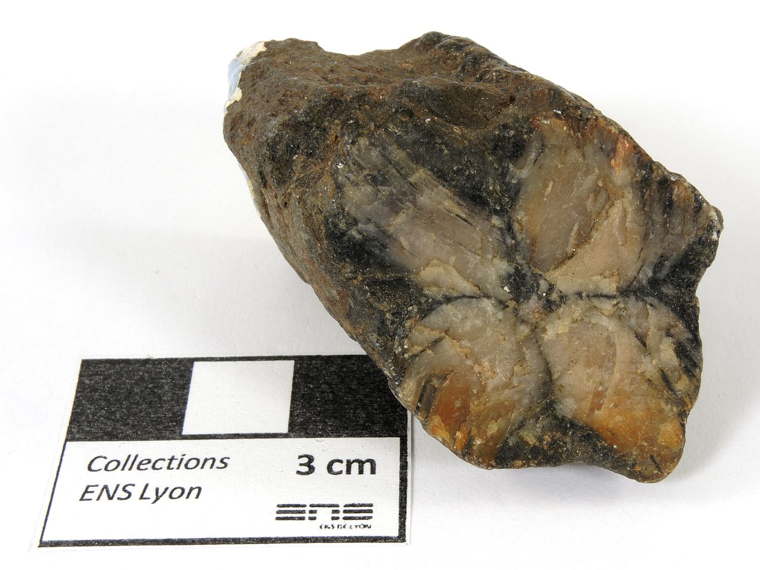 Chiastolite Andalousite à inclusions de graphite en forme de croix    