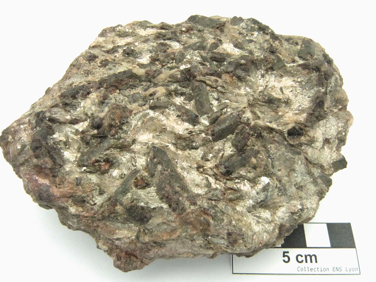 Micaschiste à staurotide Micaschiste à staurotide Provence Massif des Maures Rayol Canadel sur Mer Col du Canadel