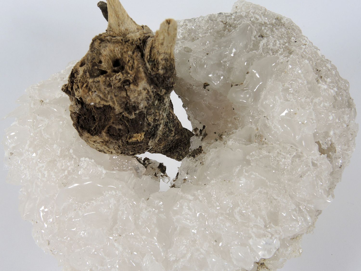 Halite Cristallisation de sel autour d’un tronc d’arbuste Provence Lavalduc Etang de Lavalduc