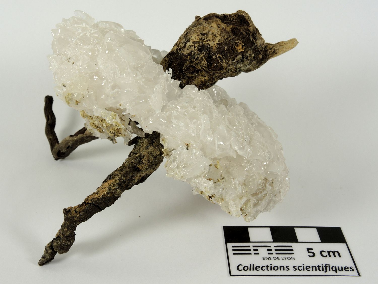 Halite Cristallisation de sel autour d’un tronc d’arbuste Provence  Lavalduc Etang de Lavalduc