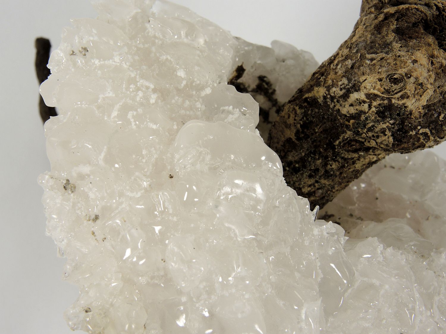 Halite Cristallisation de sel autour d’un tronc d’arbuste Provence  Lavalduc Etang de Lavalduc