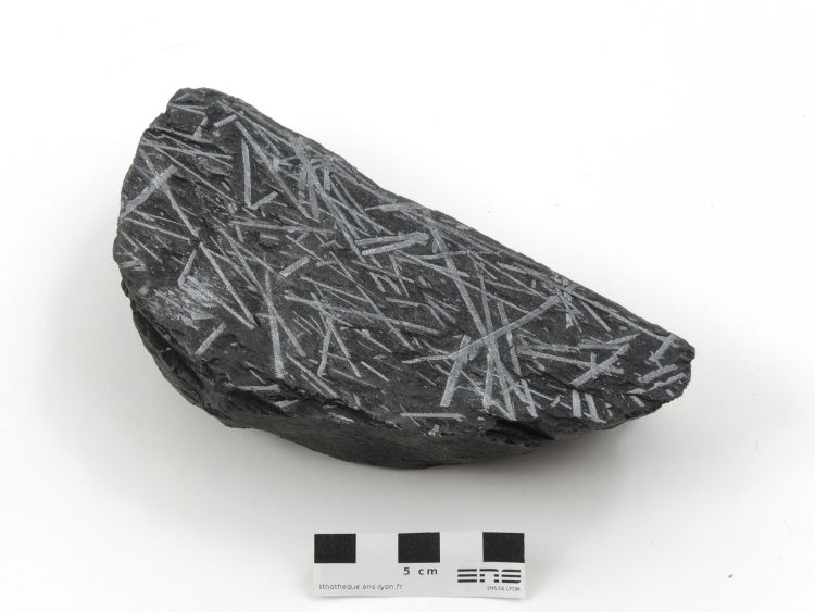 Ampélite à graptolites déformés Schiste à Monograptus Massif armoricain  Kermeur Anse de Pen Hir