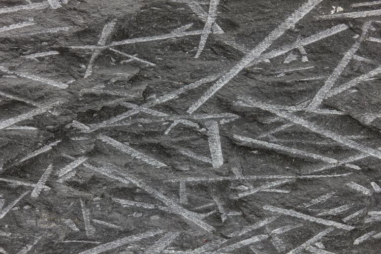 Ampélite à graptolites déformés Schiste à Monograptus Massif armoricain  Kermeur Anse de Pen Hir