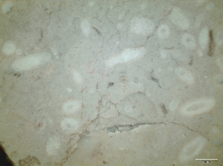 Calcaire à alvéolines Calcaire à alvéolines    