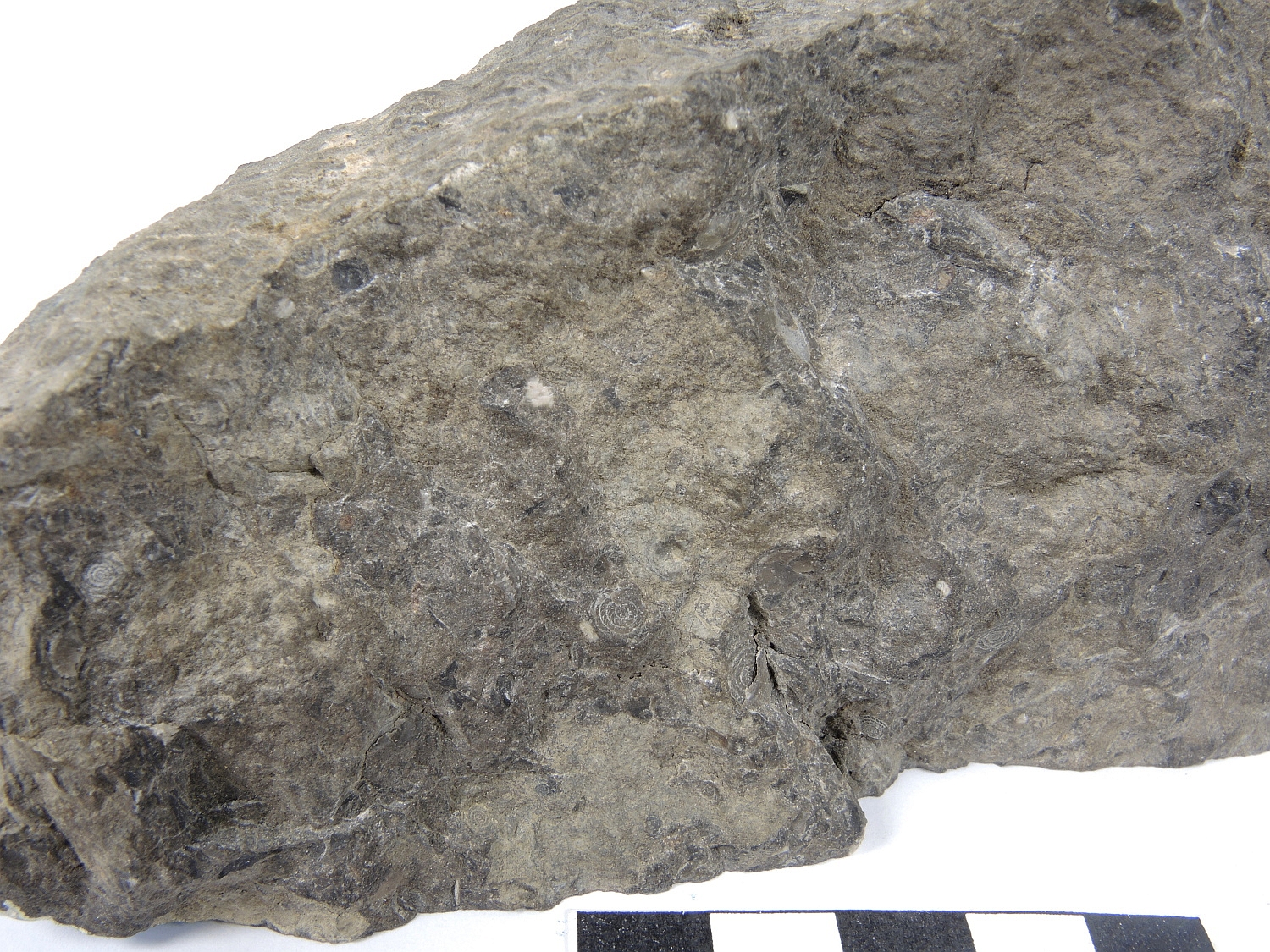 Calcaire à Discocyclines et Nummulites