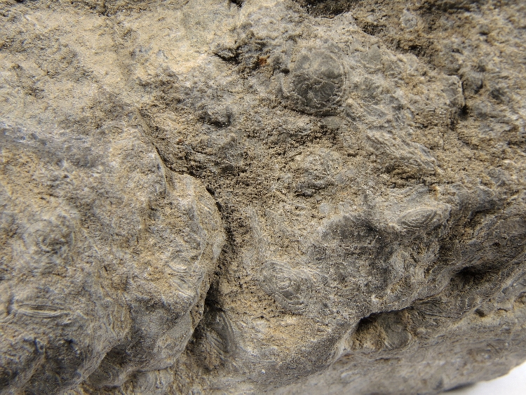 Calcaire à Discocyclina et Nummulites Calcaire à discocyclines et nummulites    