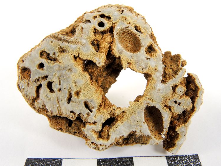Éponges siliceuses fossiles Éponges siliceuses fossiles Jura  Cleyzieu Creux de Lent