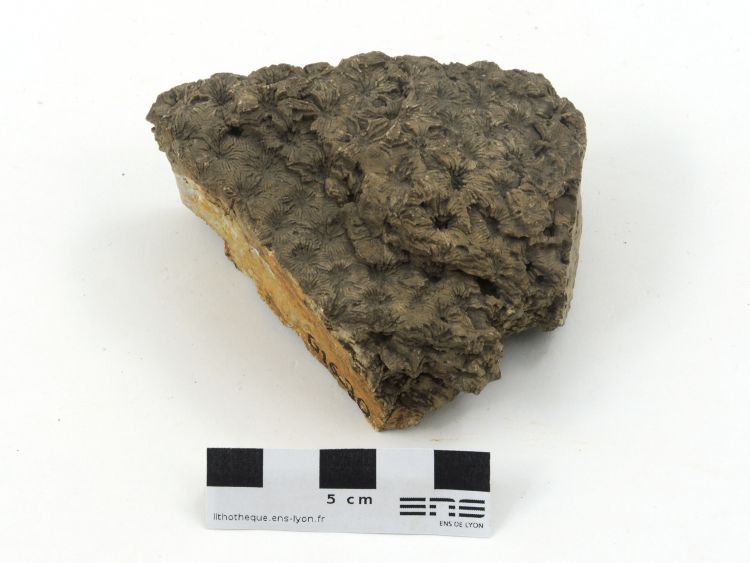 Thamnastrea Thamnastrea Jura Boussières